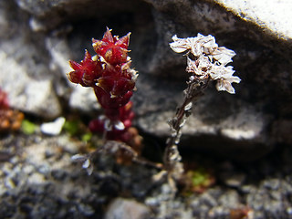 Sedum atratum