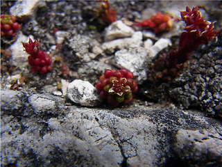 Sedum atratum