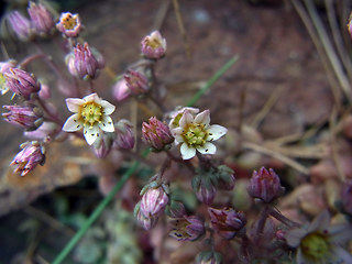 Sedum dasyphyllum