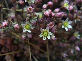 Sedum dasyphyllum