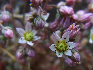 Sedum dasyphyllum