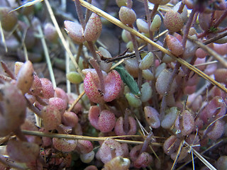 Sedum dasyphyllum