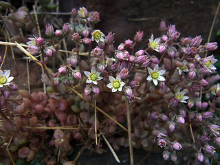 Sedum dasyphyllum