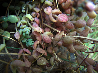 Sedum dasyphyllum