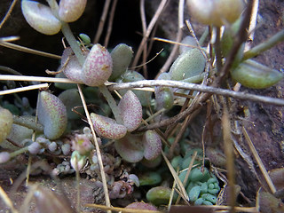 Sedum dasyphyllum