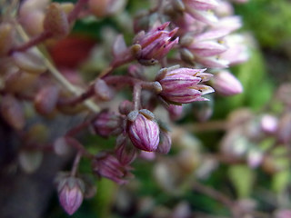 Sedum dasyphyllum