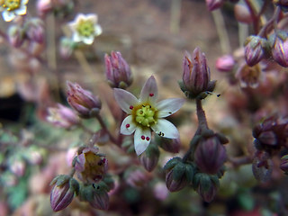 Sedum dasyphyllum