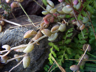 Sedum dasyphyllum