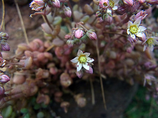 Sedum dasyphyllum