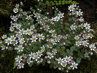 Sedum dasyphyllum