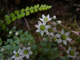 Sedum dasyphyllum