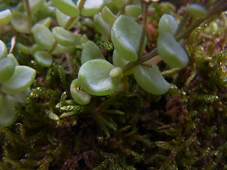 Sedum dasyphyllum