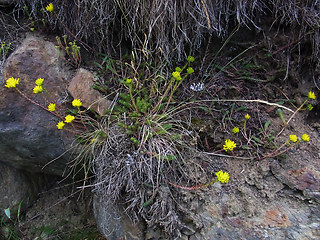 Sedum rupestre