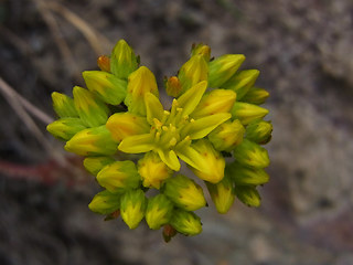 Sedum rupestre