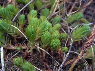 Sedum rupestre