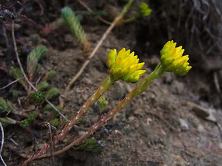 Sedum rupestre