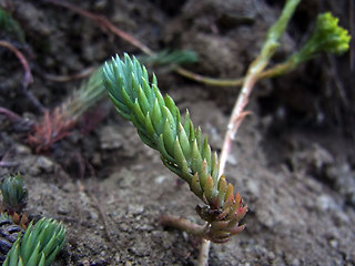 Sedum rupestre