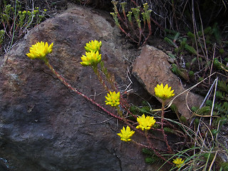 Sedum rupestre