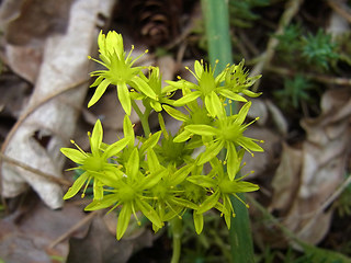 Sedum rupestre