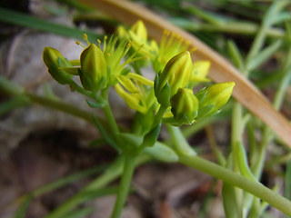 Sedum rupestre