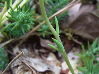 Sedum rupestre