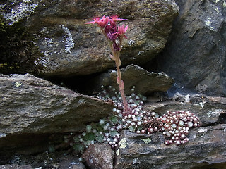 Sempervivum arachnoideum
