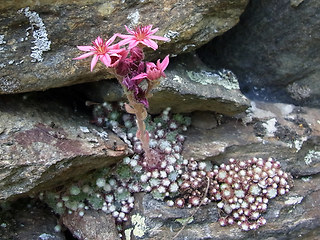 Sempervivum arachnoideum