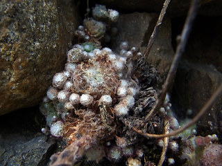 Sempervivum arachnoideum