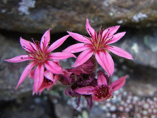 Sempervivum arachnoideum