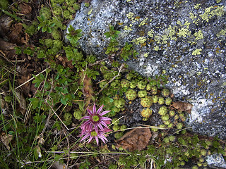 Sempervivum montanum