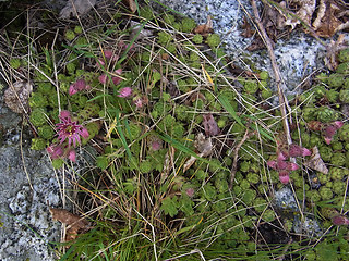 Sempervivum montanum