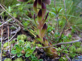 Sempervivum montanum