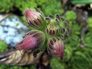 Sempervivum montanum