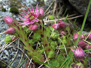 Sempervivum montanum