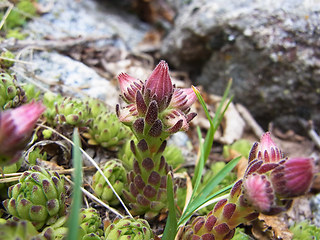 Sempervivum montanum