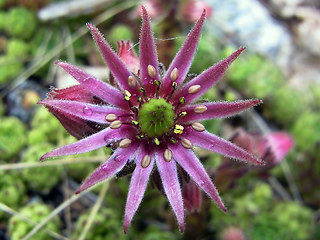 Sempervivum montanum