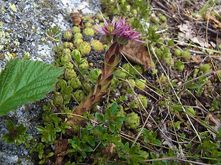 Sempervivum montanum