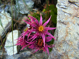 Sempervivum montanum