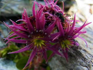 Sempervivum montanum