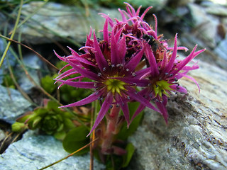 Sempervivum montanum