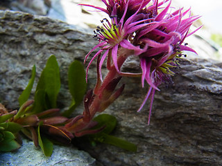 Sempervivum montanum