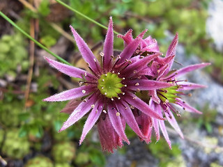 Sempervivum montanum