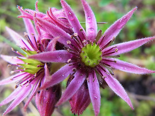 Sempervivum montanum