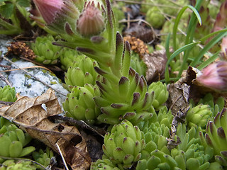 Sempervivum montanum