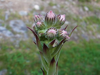 Sempervivum tectorum