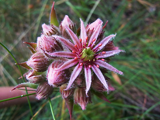 Sempervivum tectorum