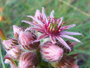 Sempervivum tectorum