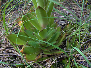 Sempervivum tectorum