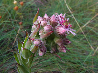 Sempervivum tectorum