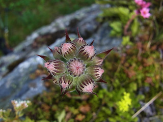 Sempervivum tectorum